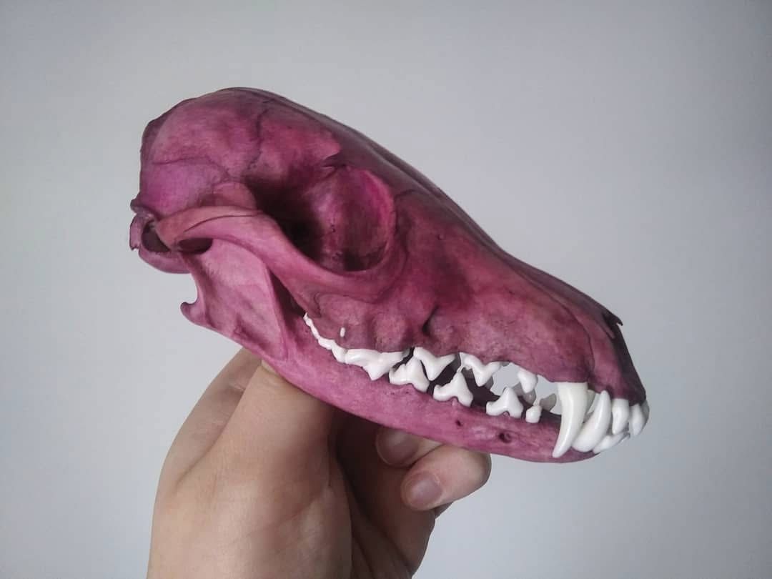 A magenta-dyed skull held in a hand