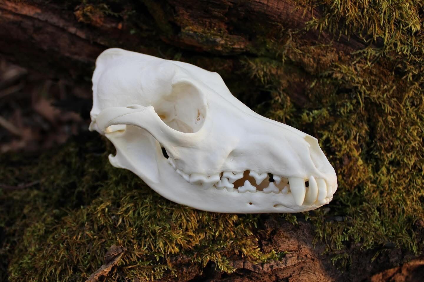 A whitened skull resting on moss